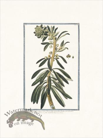 Bonelli 024 Tithymalus frutescens